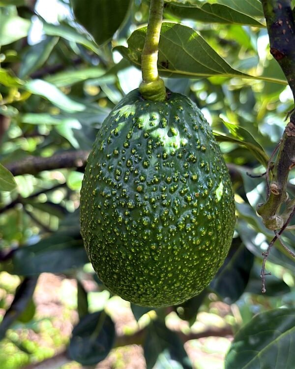 Contenedor de aguacate