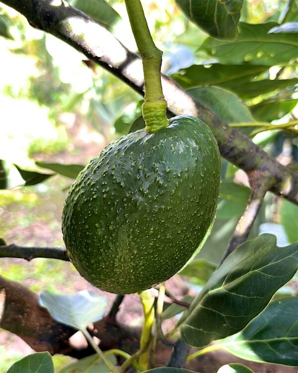 Contenedor de aguacate