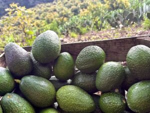 Contenedor de aguacate