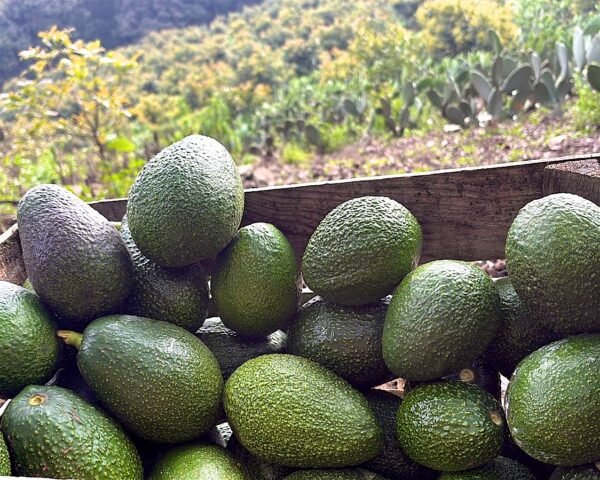 Contenedor de aguacate