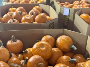 Contenedor de Calabaza pumking (halloween)