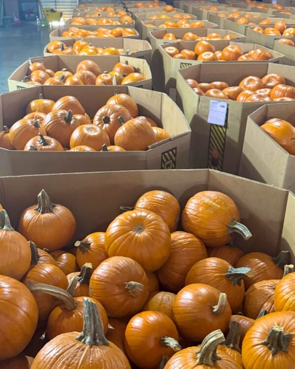 Contenedor de Calabaza pumking (halloween)