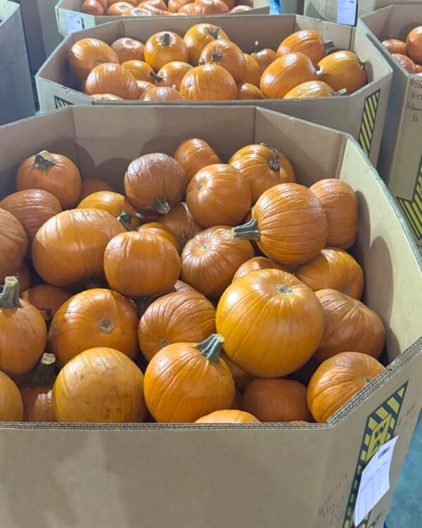 Contenedor de Calabaza pumking (halloween)