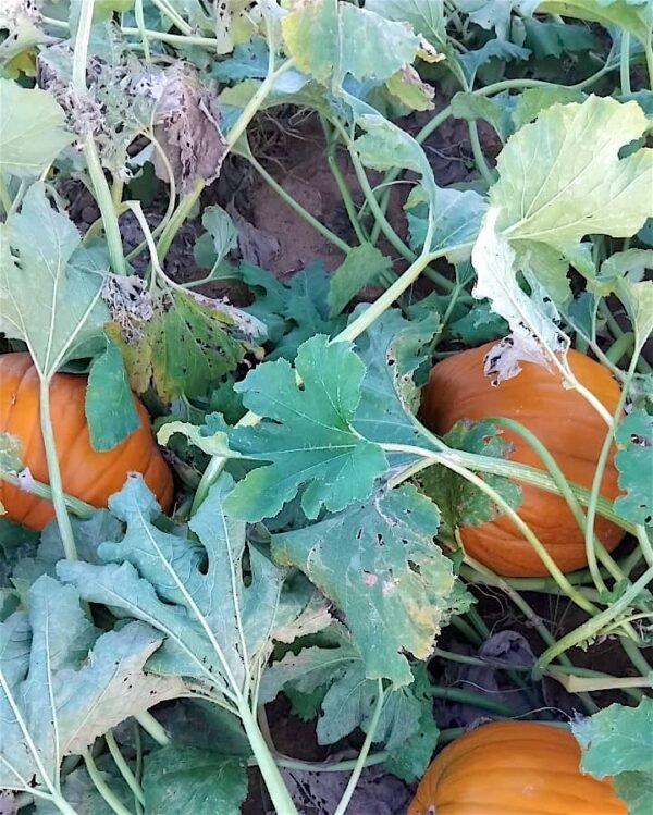 Contenedor de Calabaza pumking (halloween)