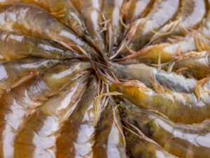 Contenedor de camarón fresco