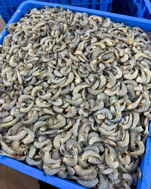 Contenedor de camarón sinaloense de mar