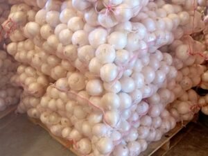 Contenedor de cebolla blanca