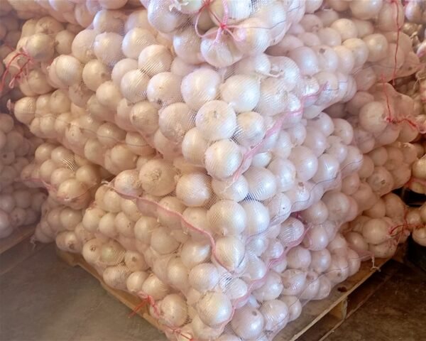 Contenedor de cebolla blanca