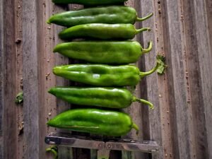 Contenedor de chile anaheim