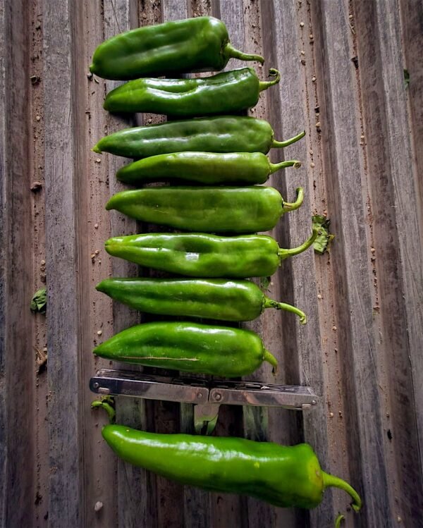 Contenedor de chile anaheim