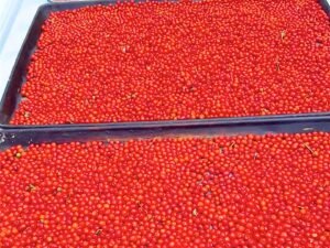 Contenedor de chile chiltepín sierreño