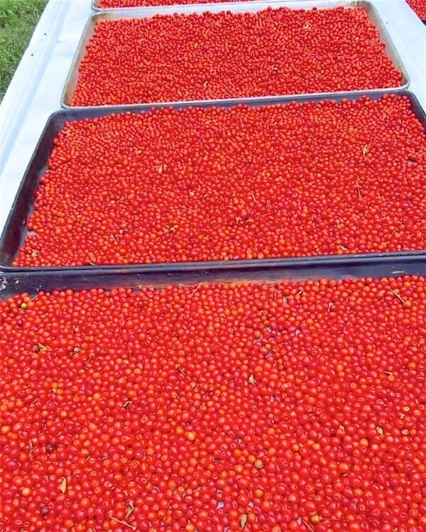 chiltepin-sierreno-0001 Contenedor de chile chiltepín sierreño