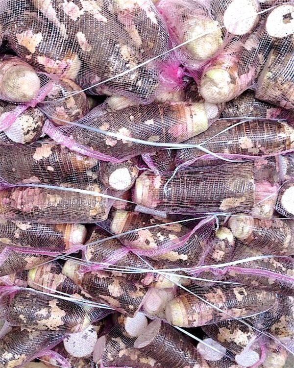 Contenedor de malanga coco