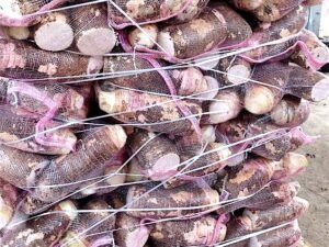 Contenedor de malanga coco