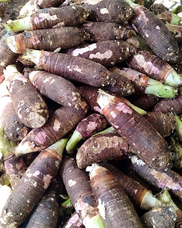 Contenedor de malanga coco