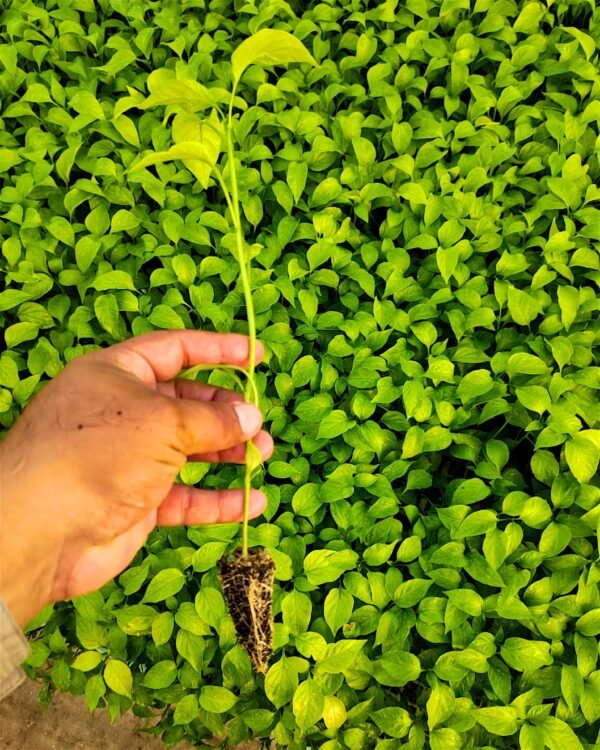 mixtecos-jalapeños-0001 Contenedor de jalapeños mixtecos