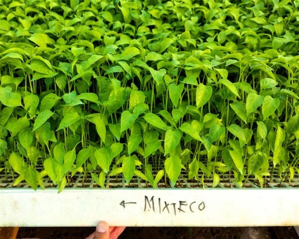 mixtecos-jalapeños-0002 Contenedor de jalapeños mixtecos