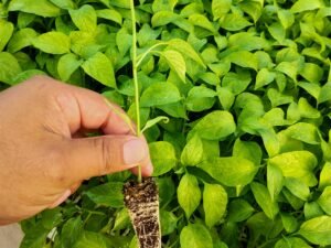 Contenedor de jalapeños mixtecos