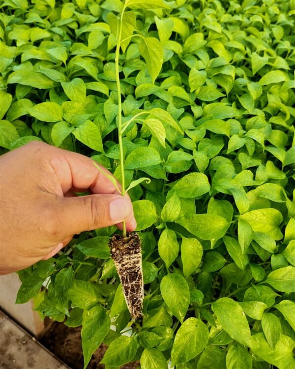 mixtecos-jalapeños-0003 Contenedor de jalapeños mixtecos