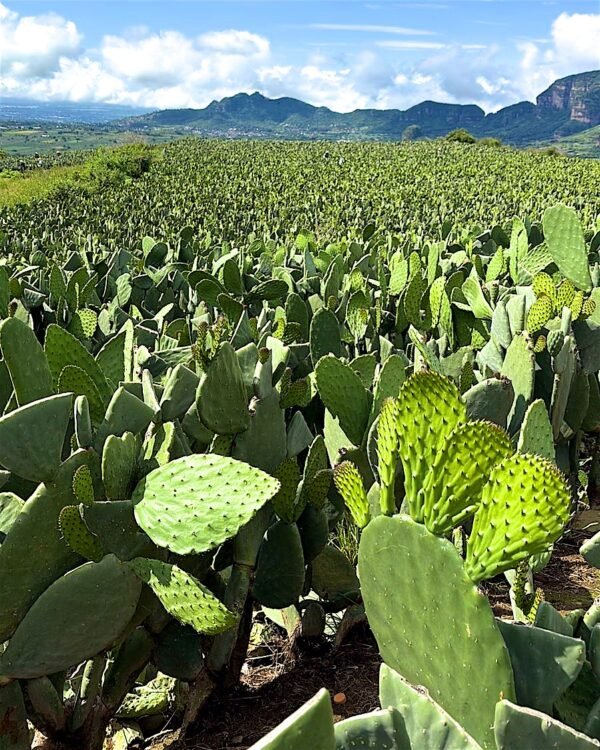 Contenedor de nopal fresco