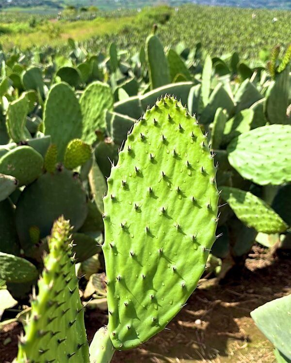 Contenedor de nopal fresco