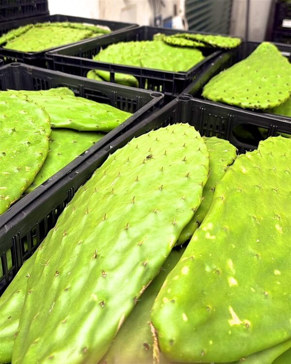 Contenedor de nopal fresco