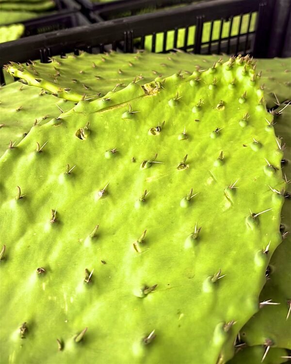 Contenedor de nopal fresco