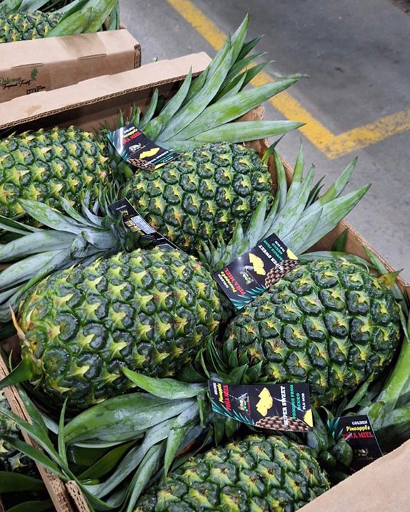 pina-0002 Contenedor de piña