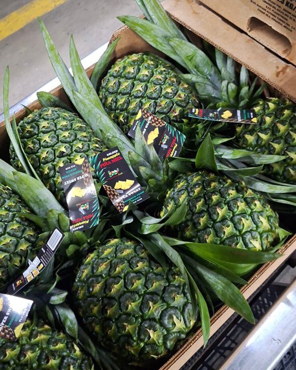 pina-0004 Contenedor de piña