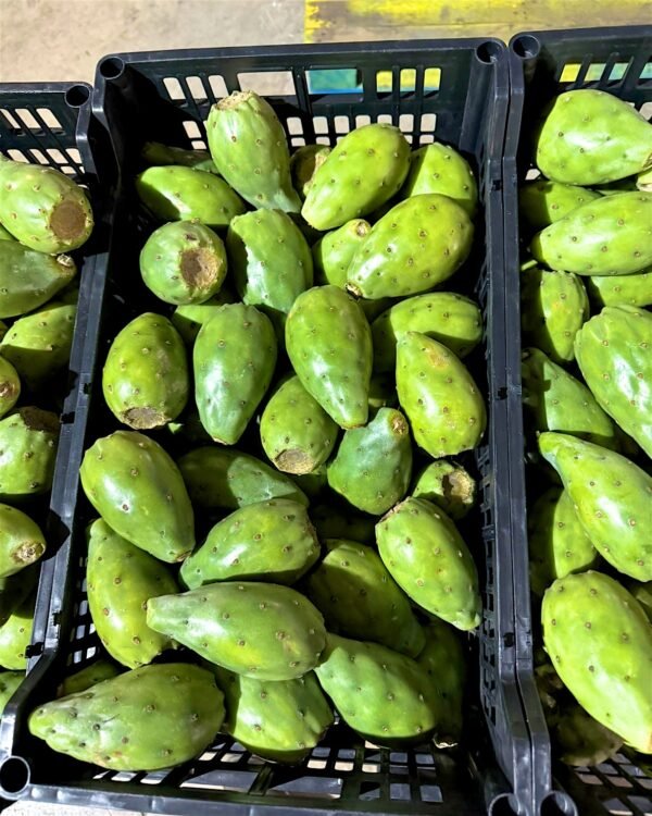 tuna-0002 Contenedor de tuna