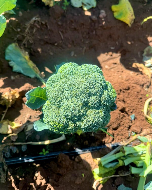 Contenedor de brócoli