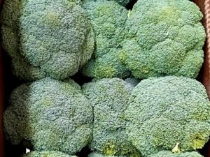 Contenedor de brócoli