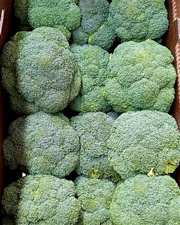 Contenedor de brócoli