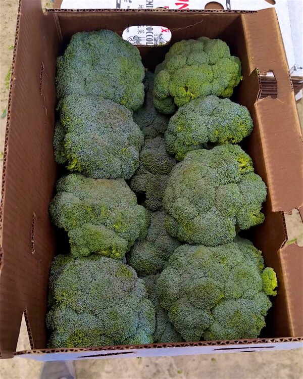 Contenedor de brócoli