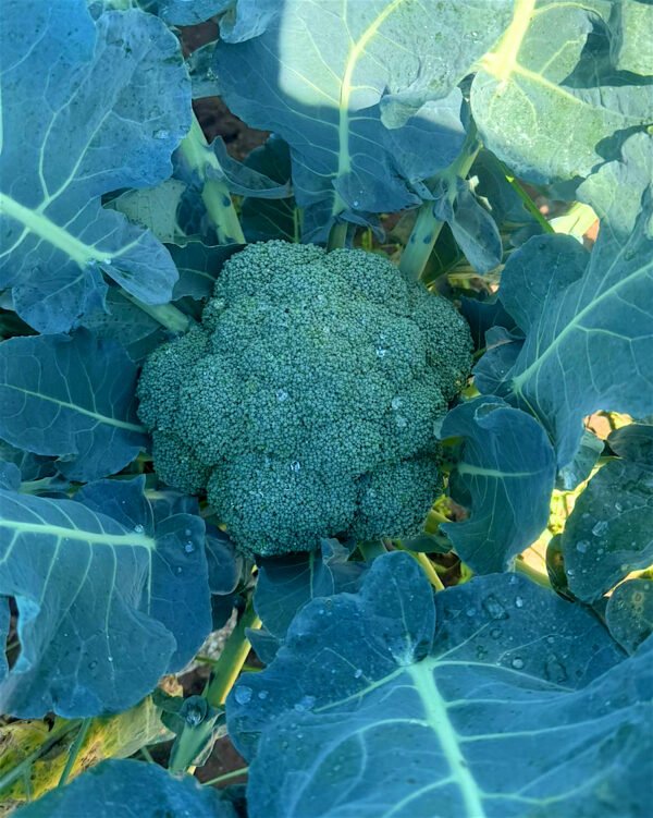 Contenedor de brócoli