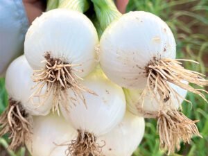 Contenedor de cebolla cambray