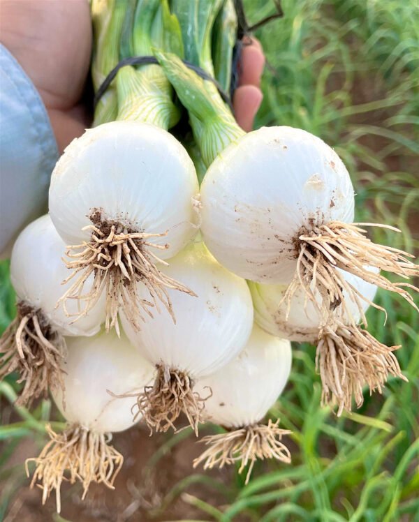 Contenedor de cebolla cambray