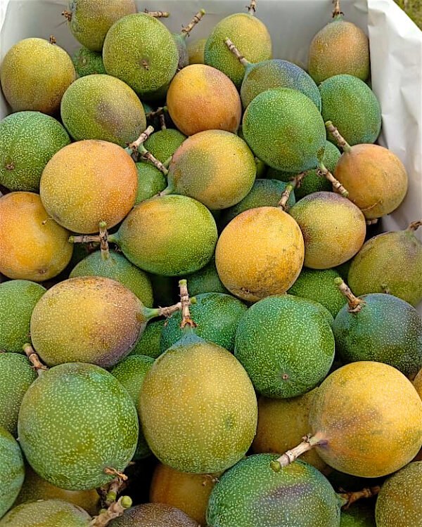 Contenedor de granadina