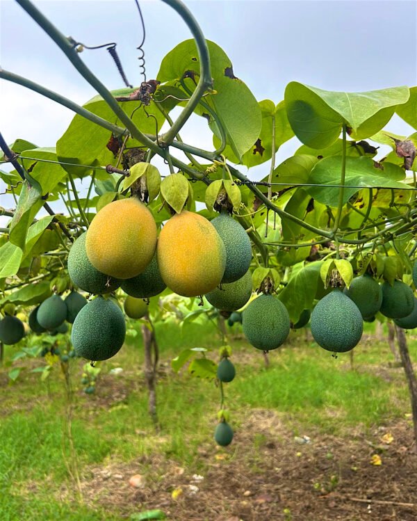 Contenedor de granadina