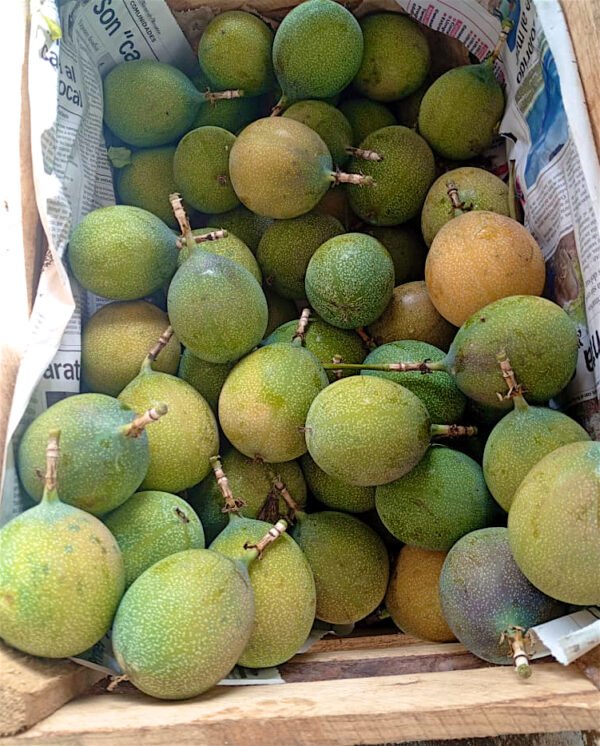 Contenedor de granadina