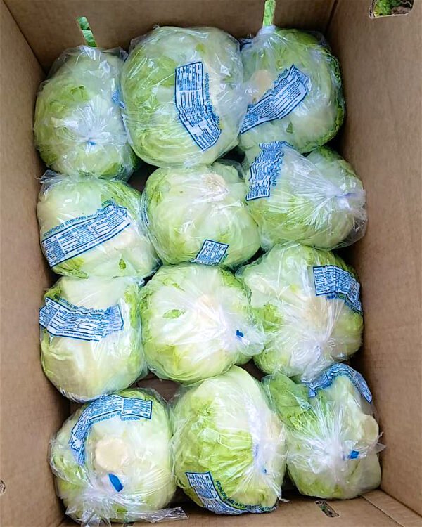 Contenedor de lechuga roma