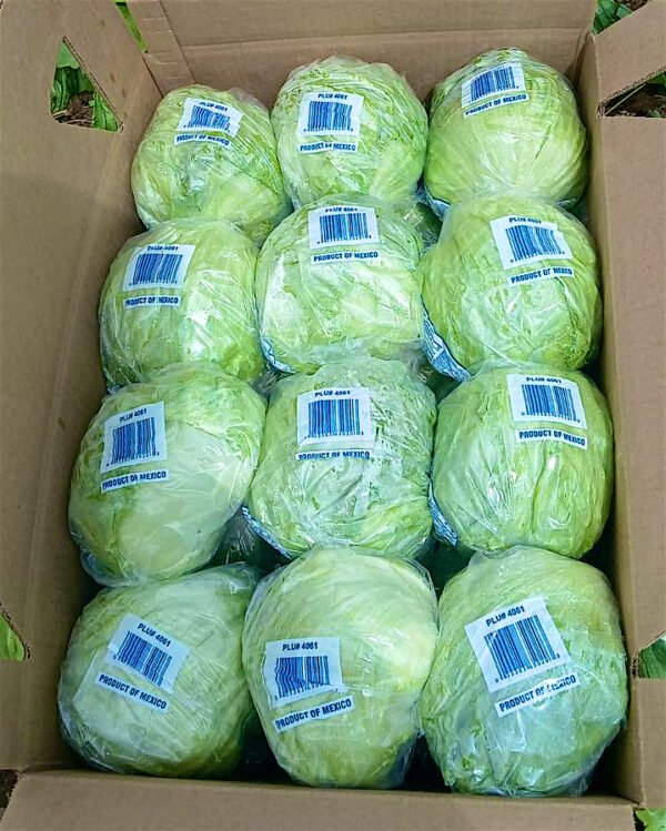 Contenedor de lechuga roma