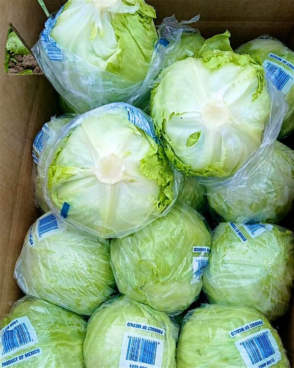 Contenedor de lechuga roma