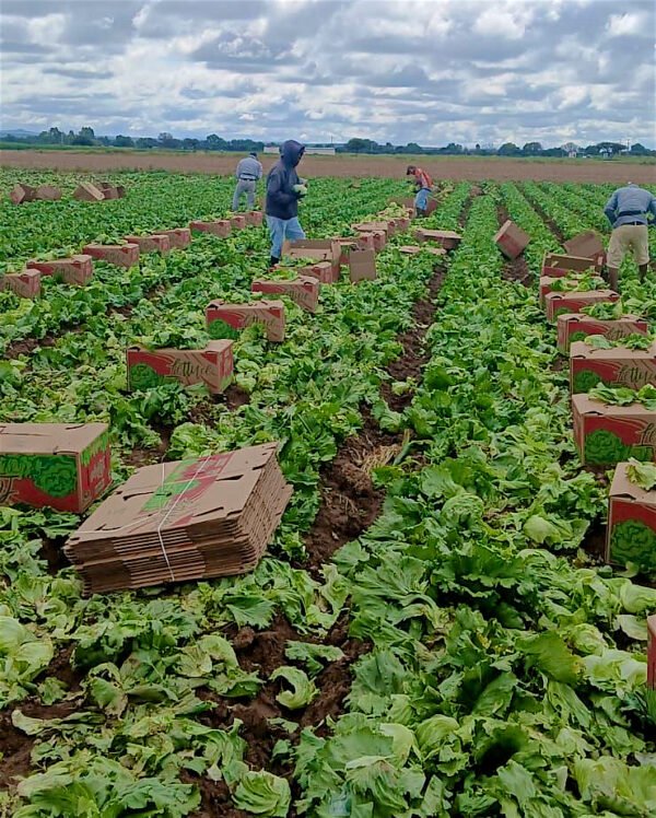 Contenedor de lechuga roma