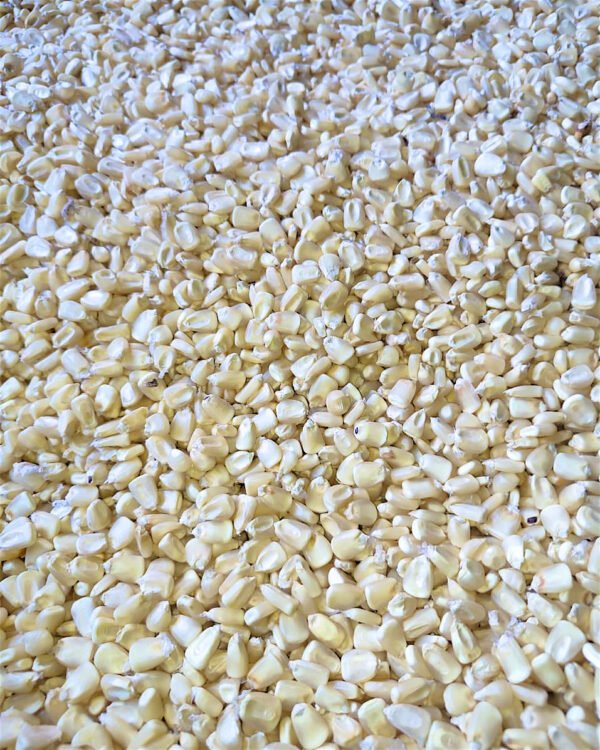 Contenedor de maíz blanco encostalado