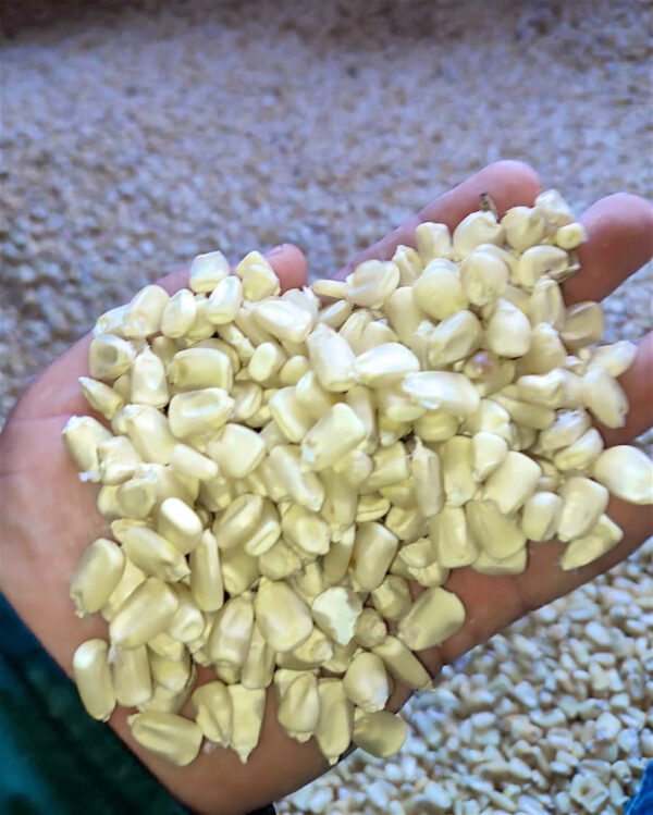 Contenedor de maíz blanco encostalado