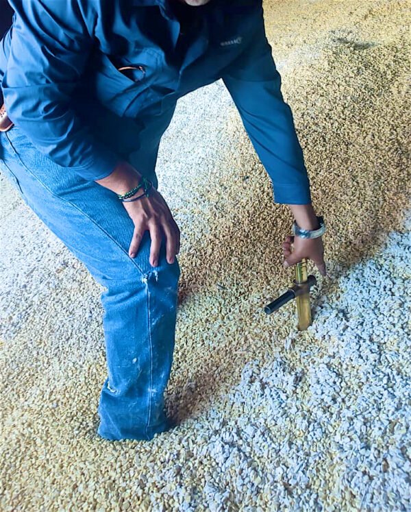 Contenedor de maíz blanco encostalado