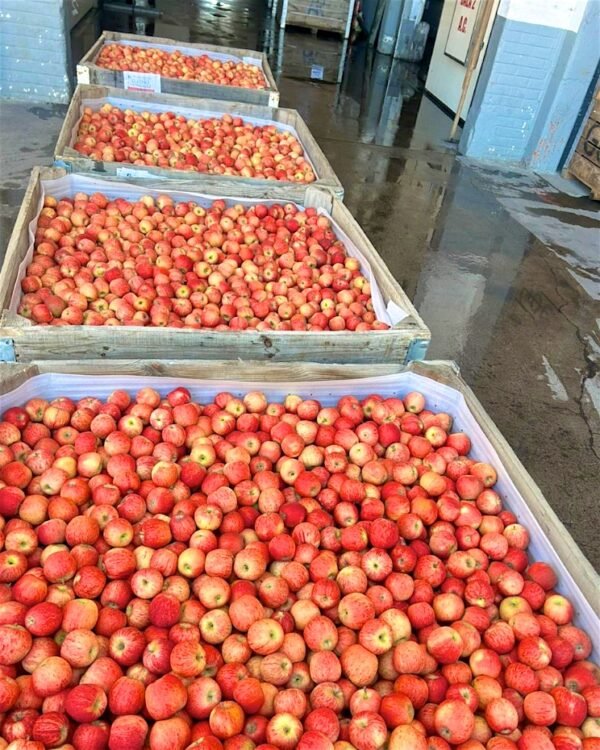 Contenedor de mazana gala