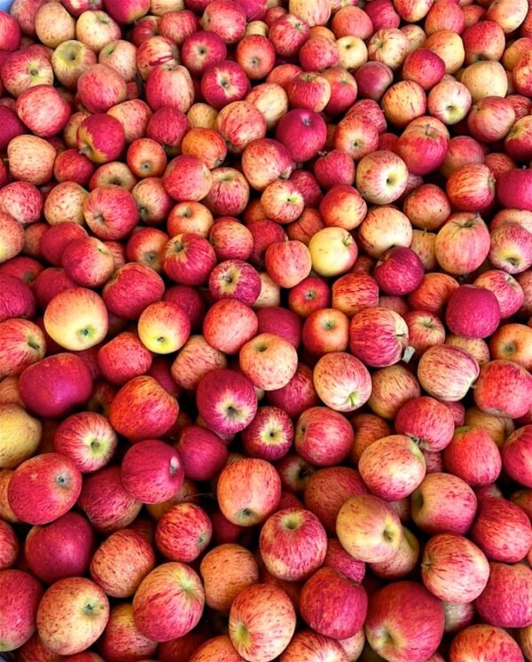 Contenedor de mazana gala