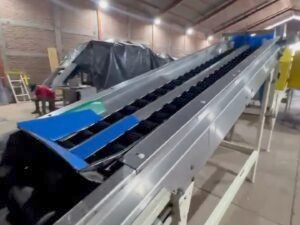 Máquina clasificadora de morrones